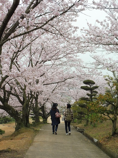 種松山の桜1210031.jpg
