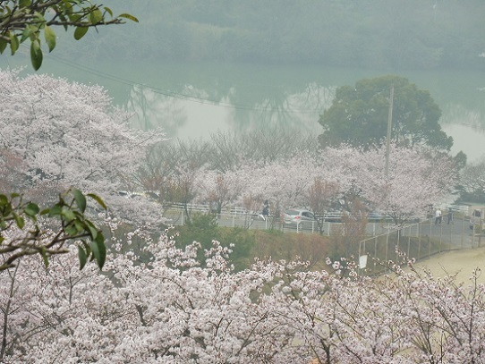 種松山の桜1210039.jpg