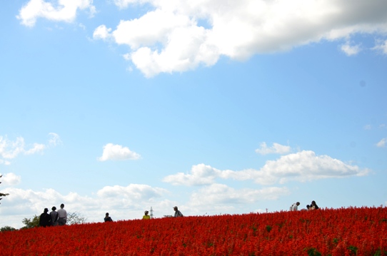 空とサルビア7494.jpg