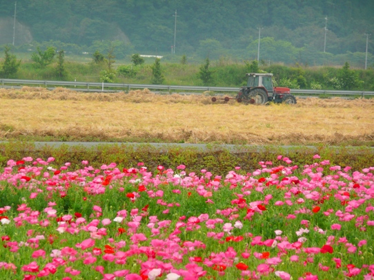 笠岡のポピー1060108.jpg