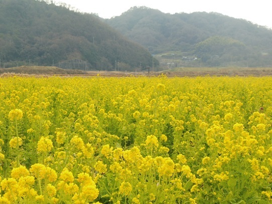 笠岡の菜の花1390108.jpg
