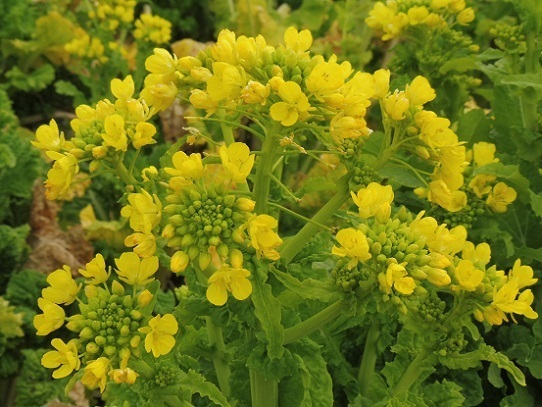 笠岡の菜の花1390136.jpg
