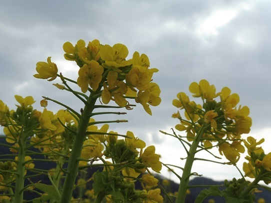 笠岡の菜の花1390146.jpg