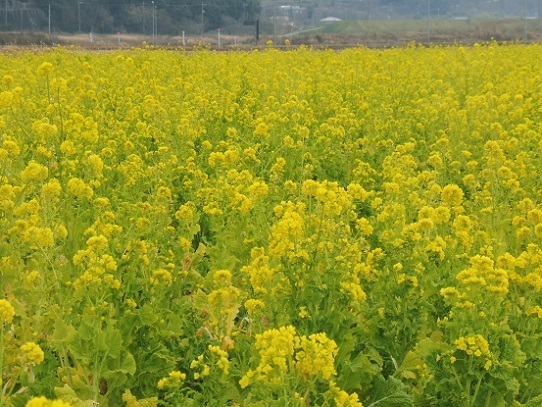 笠岡の菜の花1390149.jpg