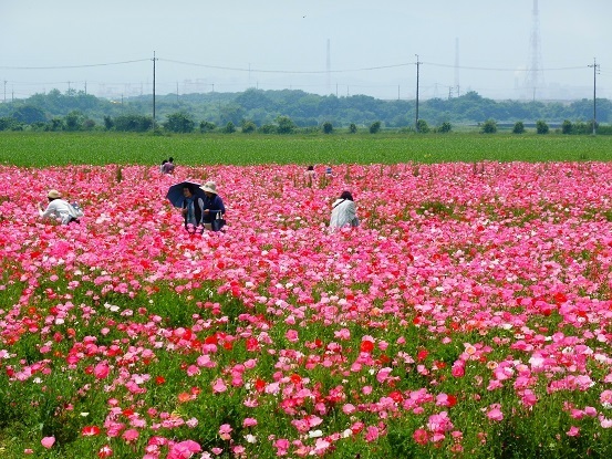 笠岡ポピー1060007.jpg