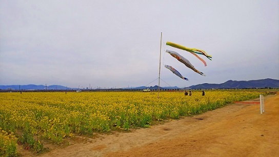 笠岡菜の花0968.jpg