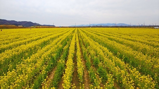 笠岡菜の花0984.jpg