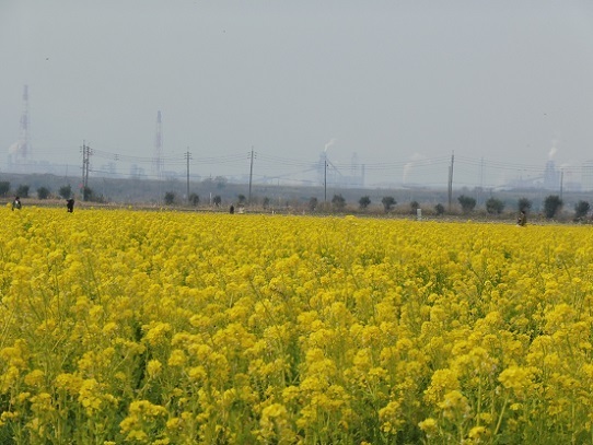 笠岡菜の花1200154.jpg