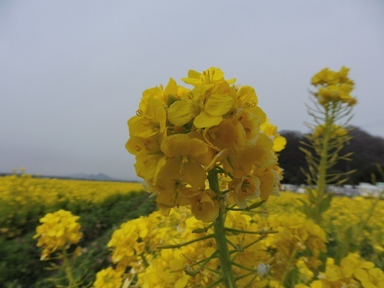 笠岡菜の花1200159.jpg