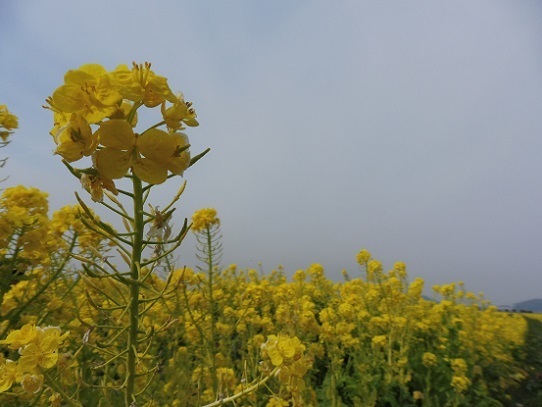笠岡菜の花1200163.jpg