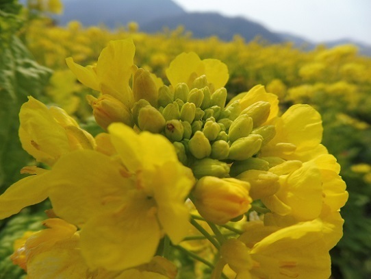 笠岡菜の花1200170.jpg