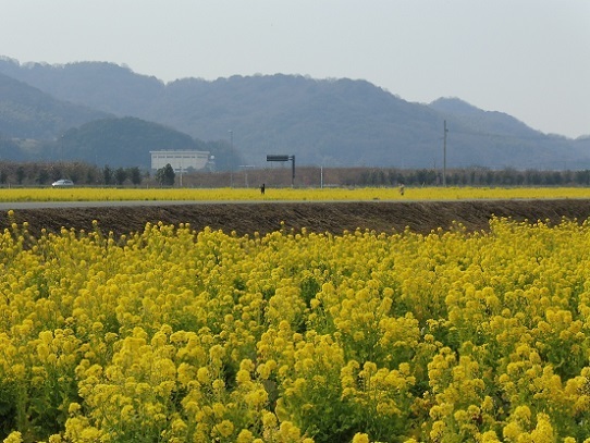 笠岡菜の花1200172.jpg