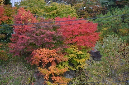 紅葉風景6606.jpg