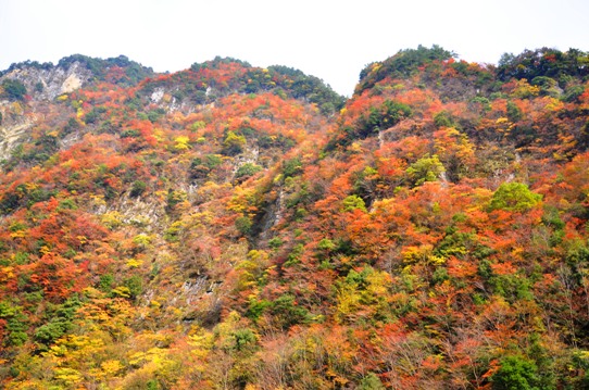 織りなす錦7869.jpg