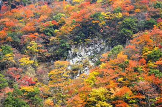 織りなす錦7896.jpg