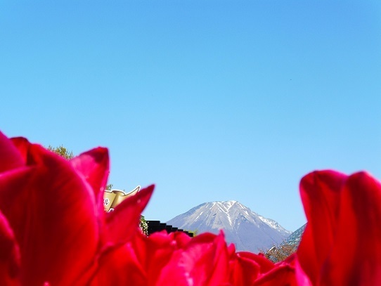 花と大山1390274.jpg