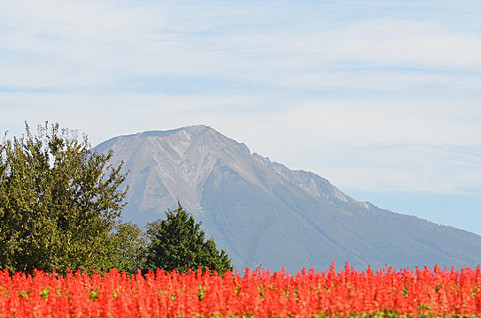 花と大山6035.jpg