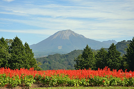 花と大山6041.jpg