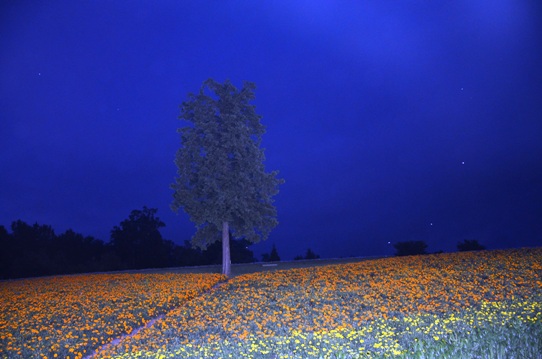 花の丘・夜9598.jpg