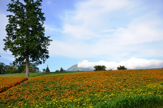 花の丘・昼9561.jpg