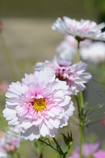 花回廊のコスモス5943.jpg