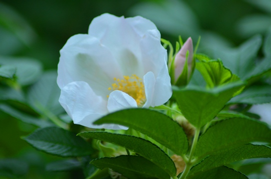 花回廊のハマナス2423.jpg