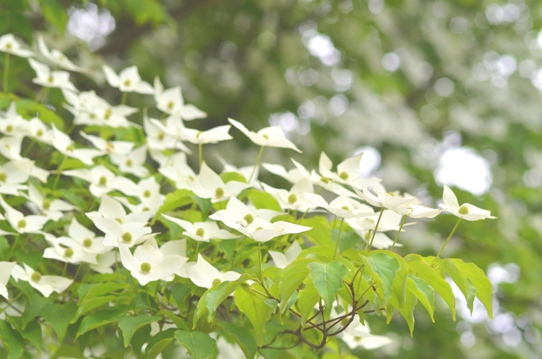 花回廊のヤマボウシ2362.jpg