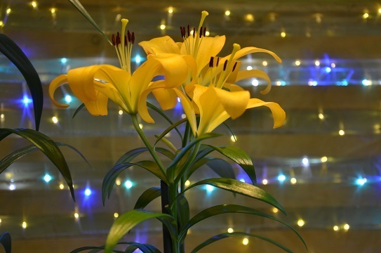 花回廊のユリ6868.jpg