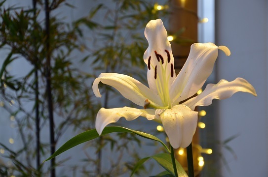 花回廊のユリ6877.jpg