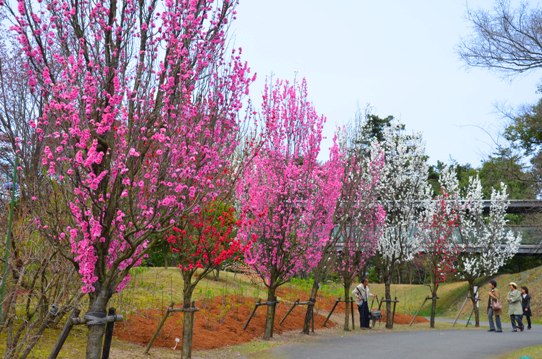 花回廊・テルテモモ0412.jpg