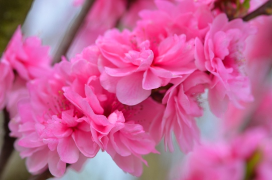 花回廊・テルテモモ0413.jpg