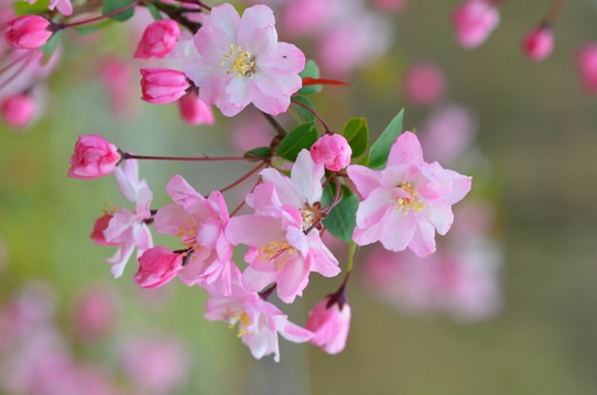 花回廊・ハナカイドウ0370.jpg
