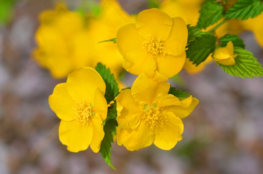 花回廊・ヤマブキ0578.jpg