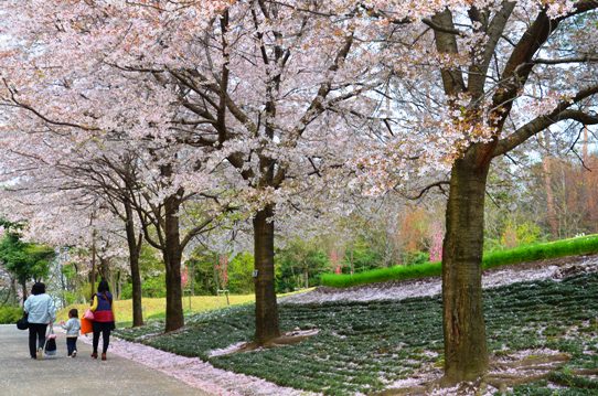 花回廊桜広場0438.jpg
