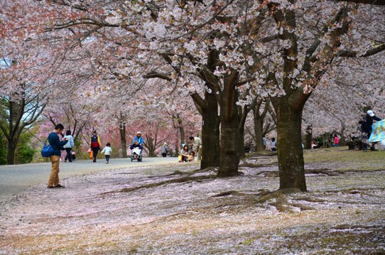 花回廊桜広場0457.jpg