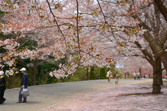 花回廊桜広場0466.jpg