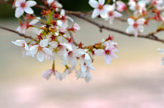 花回廊桜広場0482.jpg