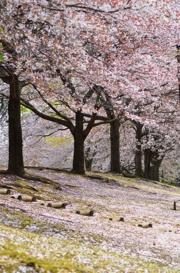 花回廊桜広場0580.jpg