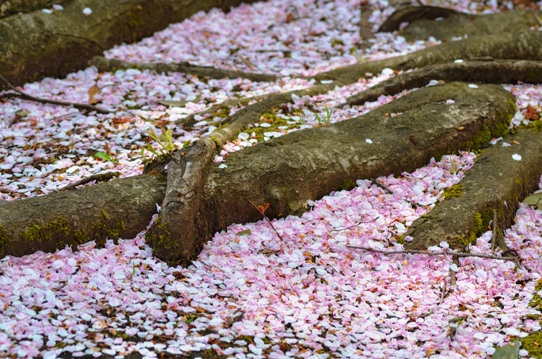 花回廊桜広場0593.jpg