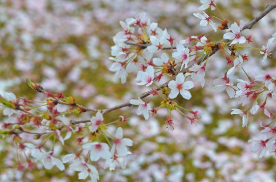 花回廊桜広場0600.jpg