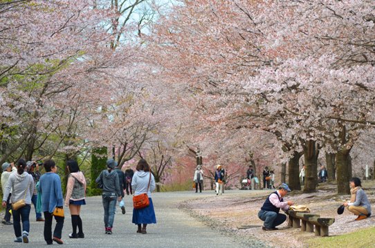 花回廊桜広場0615.jpg