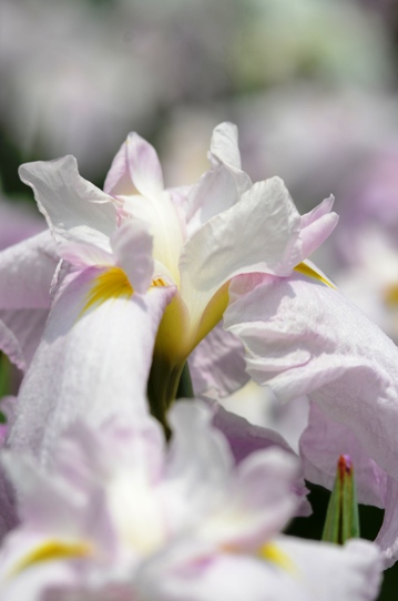 花菖蒲・乙女の霞2694.jpg