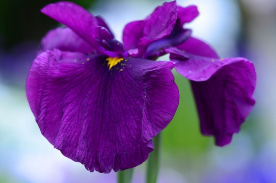花菖蒲・古代紫2705.jpg