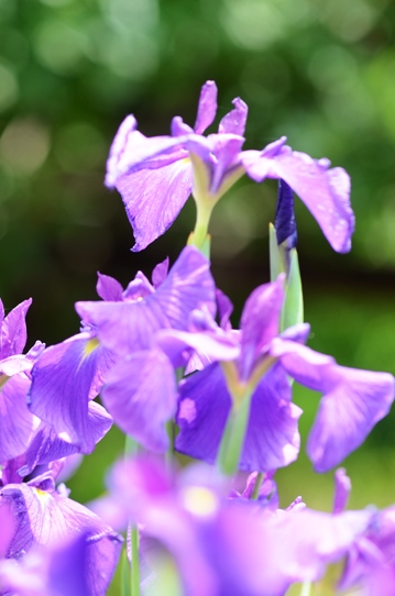 花菖蒲・宝の山2690.jpg