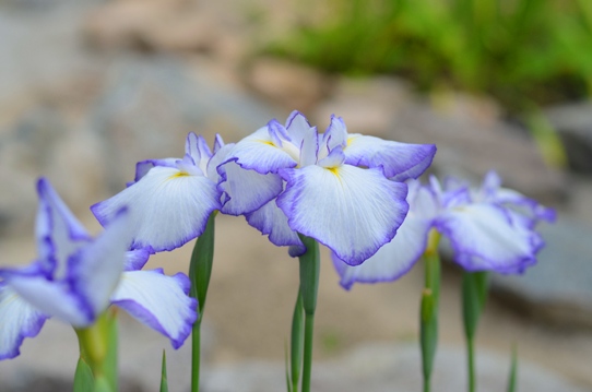 花菖蒲・星明かり2732.jpg