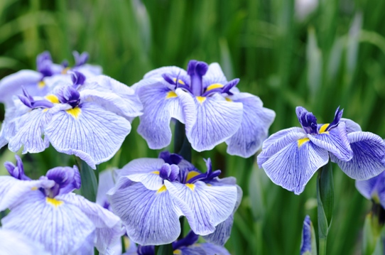 花菖蒲・東鑑2701.jpg