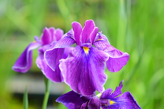 花菖蒲・淀川2725.jpg