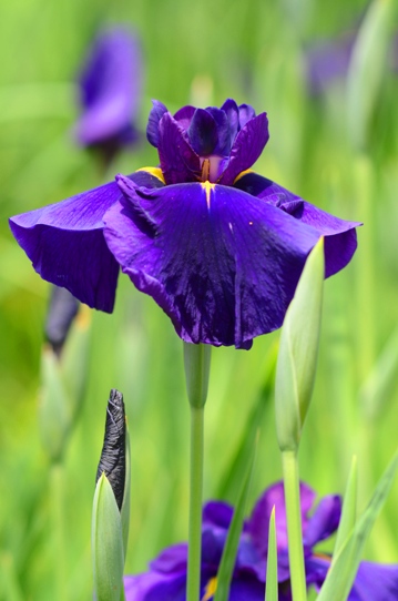 花菖蒲・紫衣の誉れ2658.jpg