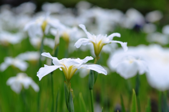 花菖蒲・群山の雪2752.jpg