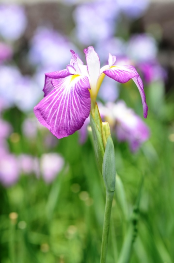花菖蒲・赤とんぼ2698.jpg